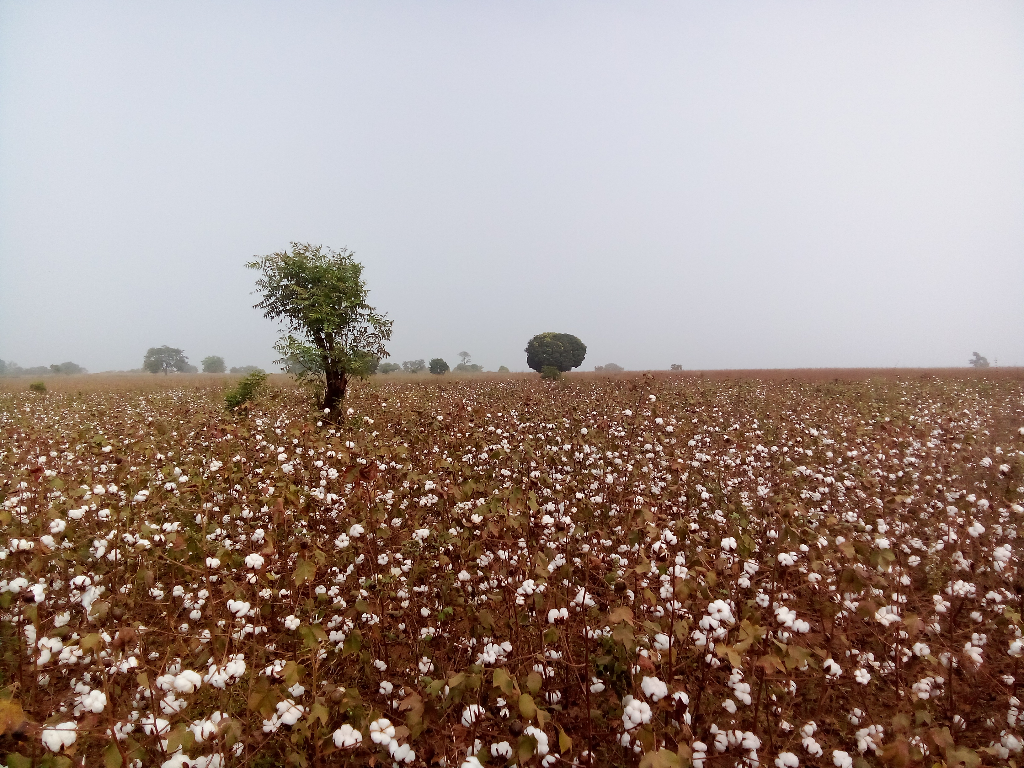 L'ISTOM s'implique dans la transition de la filière coton au Bénon