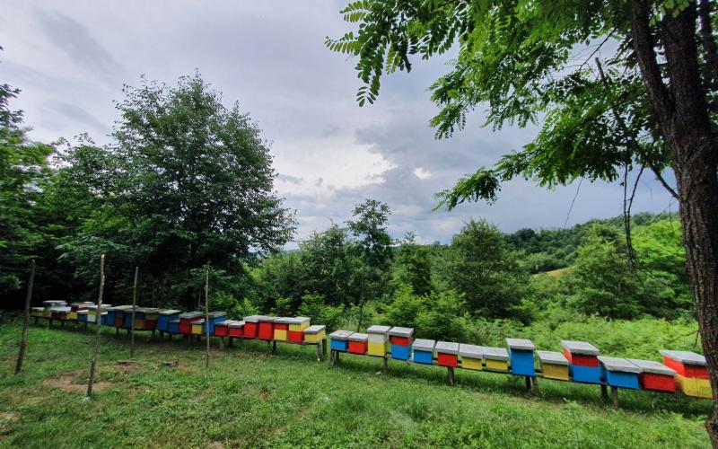 Ruches en Bosnie-Herzégovine