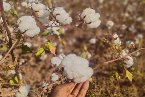 Recherche Coton